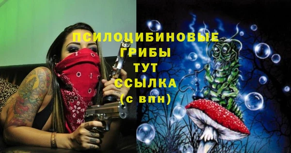 шишки Няндома